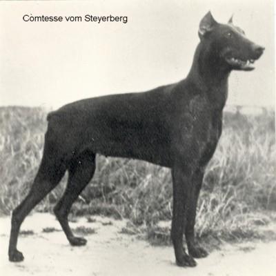 Comtess v. Steyerberg | Brown Doberman Pinscher