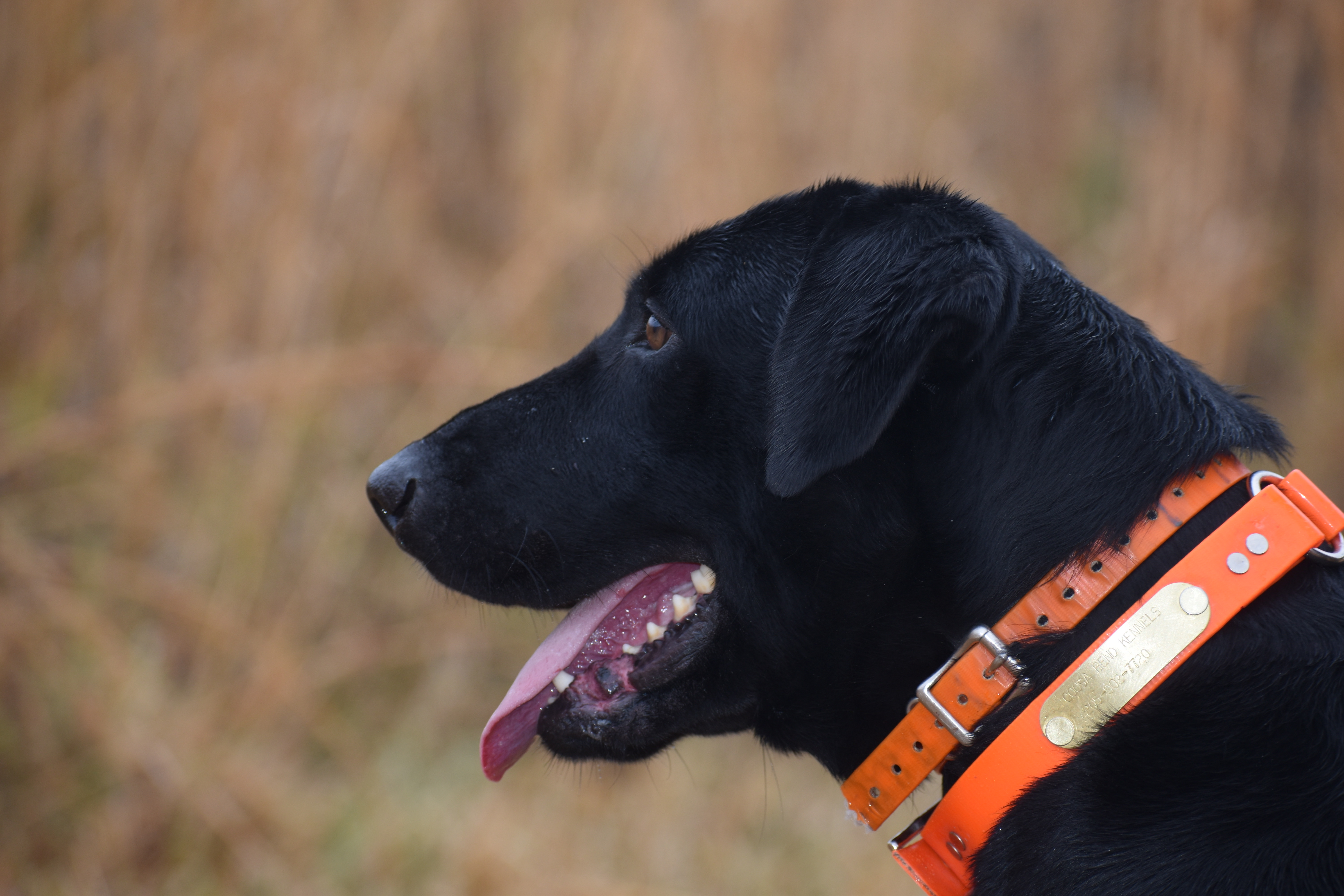 HRCH Castile Creeks Little Miss Trouble Maker SH | Black Labrador Retriver