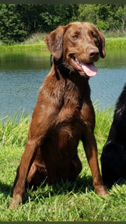 Arrowpoint’s Lunar Eclipse | Chocolate Labrador Retriver