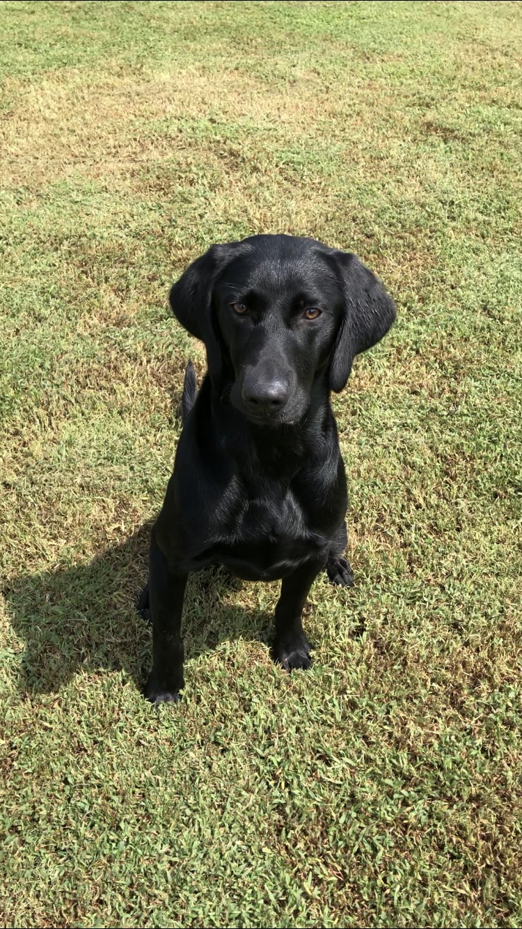 RRK’S “CHAMP”-ING AT THE BIT | Black Labrador Retriver