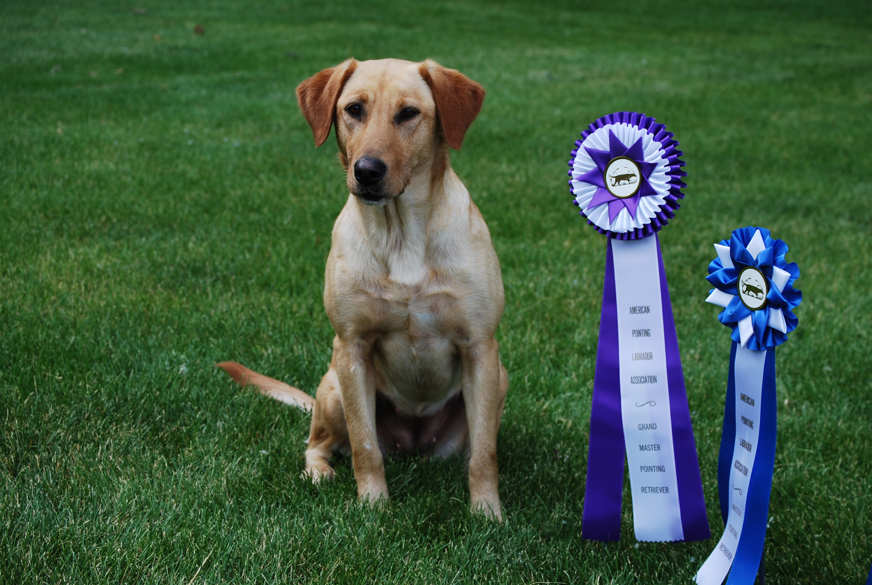 GMPR HRCH Lone Tree's Dances On Water | Yellow Labrador Retriver