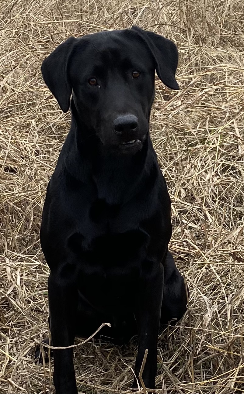 HR Leitner Farms Cosmic Shooting Star MH | Black Labrador Retriver