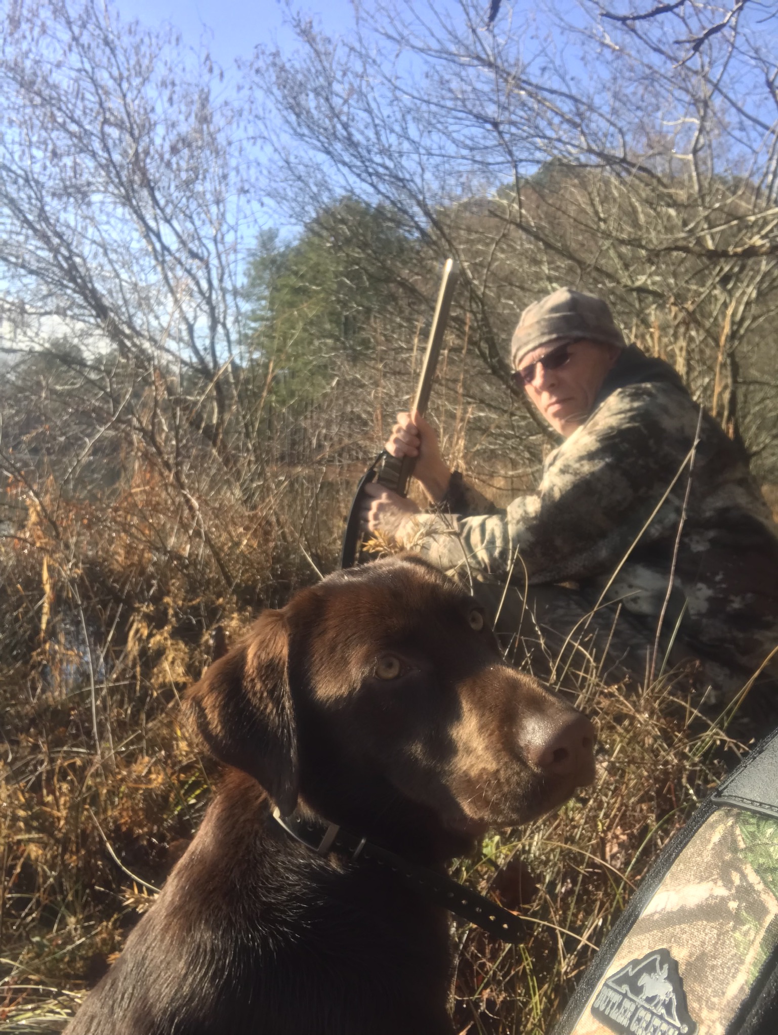 HRCH Stormryders She Ain’t Easy | Chocolate Labrador Retriver