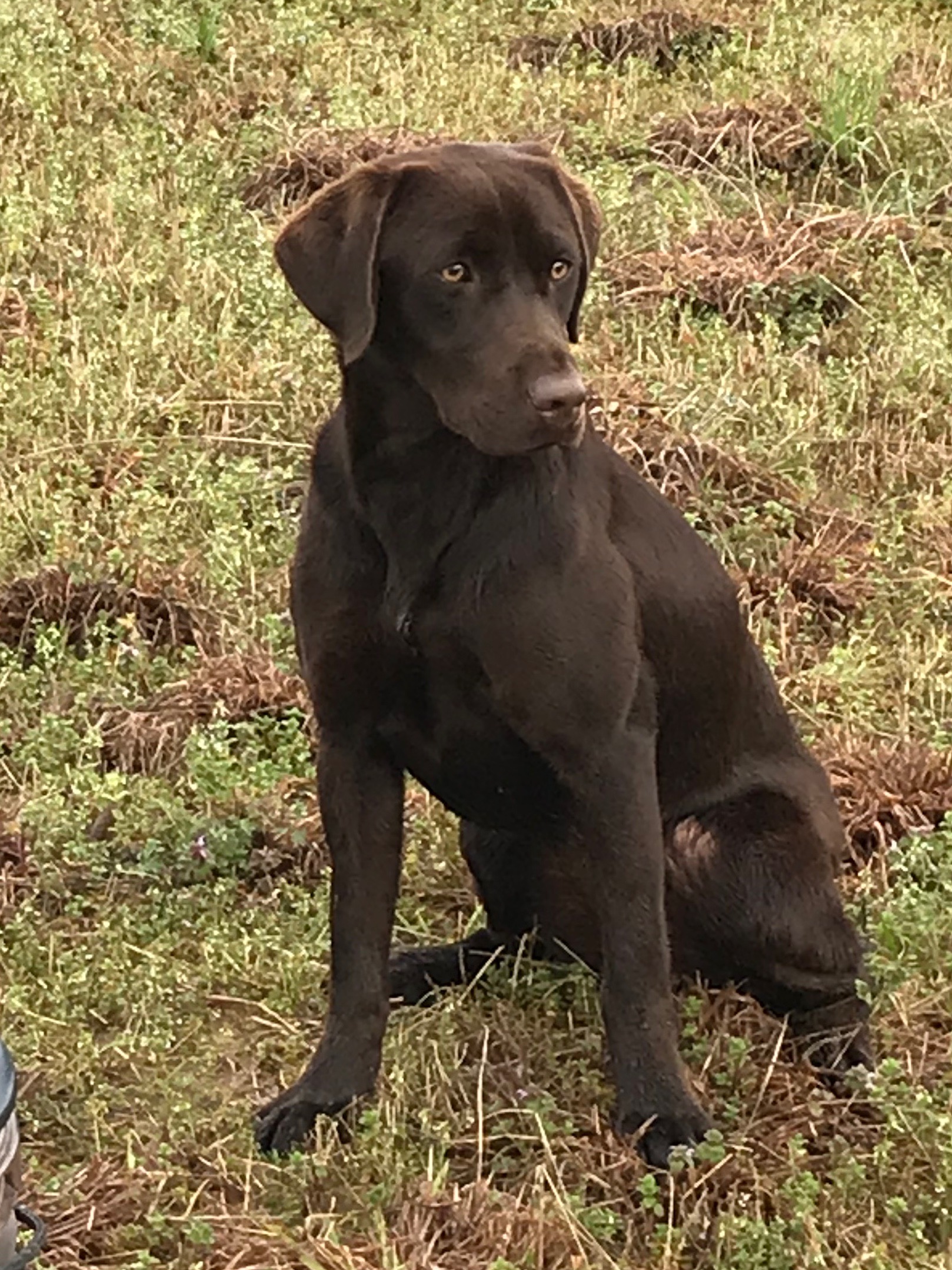 HRCH Stormryders Louisiana Cajun Wind | Chocolate Labrador Retriver