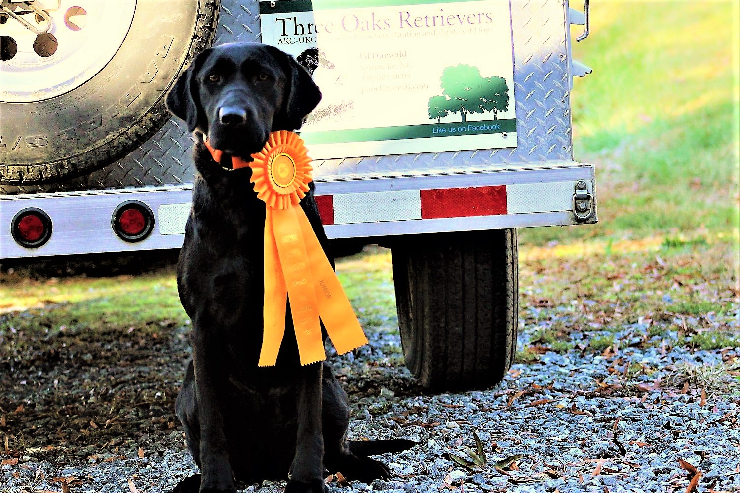 Castlerock's Annie B Oakley SH | Black Labrador Retriver