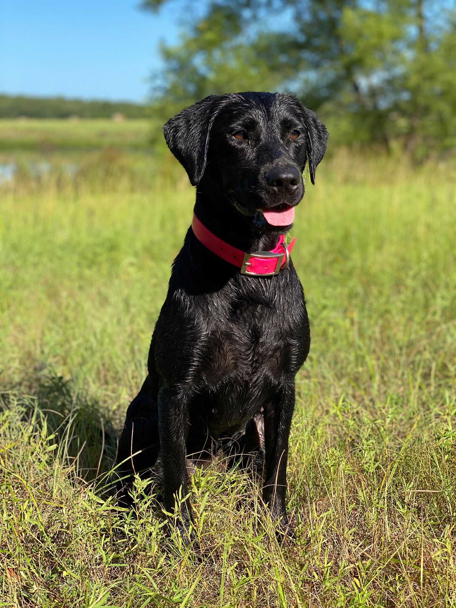 Wright's Two Timin' Layla | Black Labrador Retriver