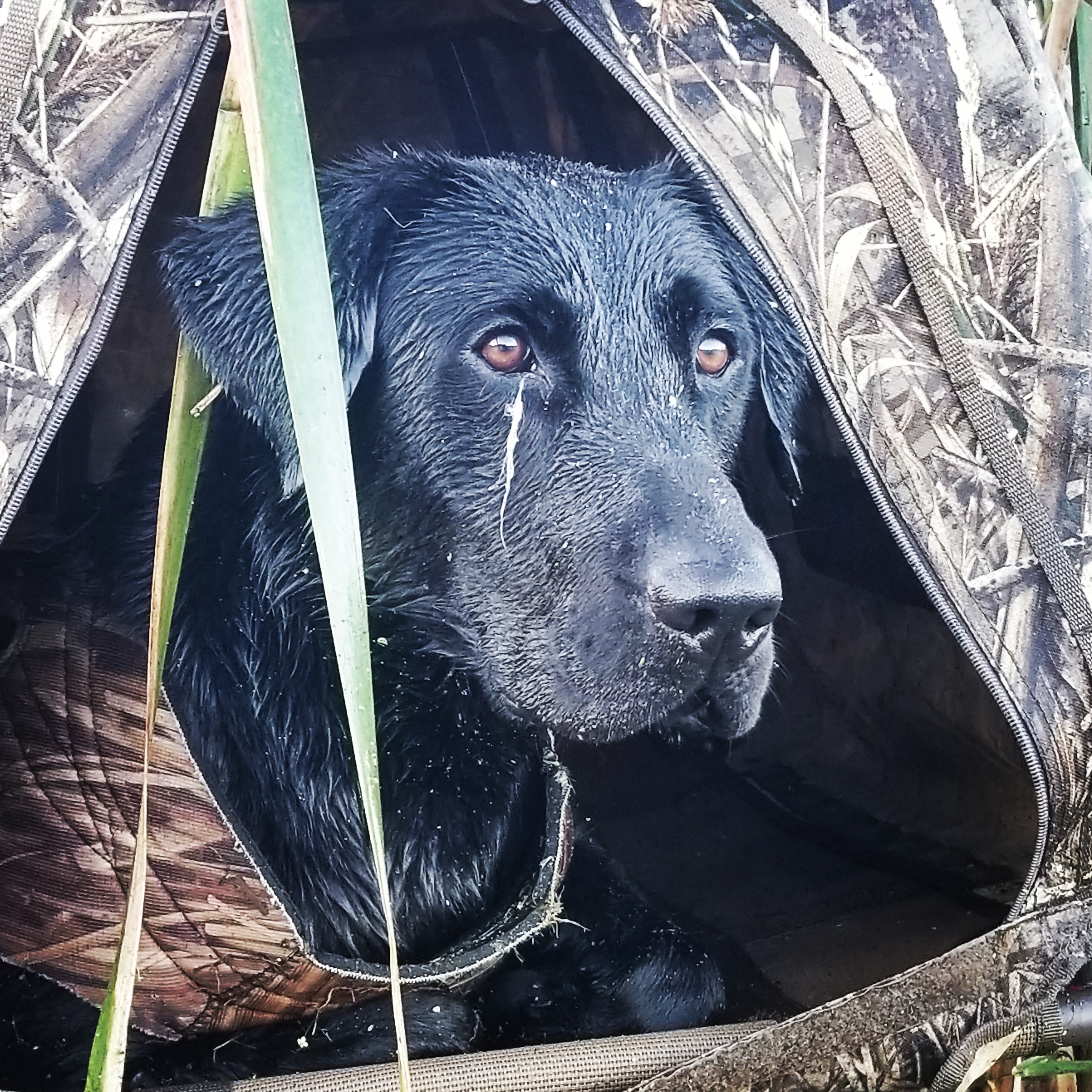 HRCH Gings Supa Freak Goose | Black Labrador Retriver