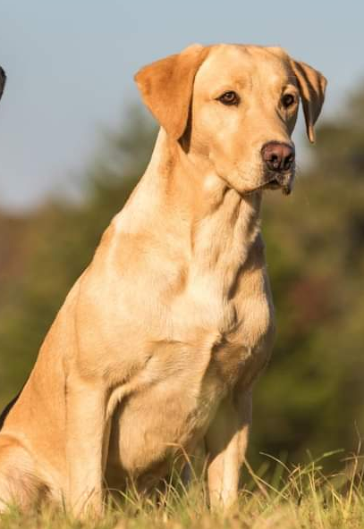 Southern Oak Cash | Yellow Labrador Retriver