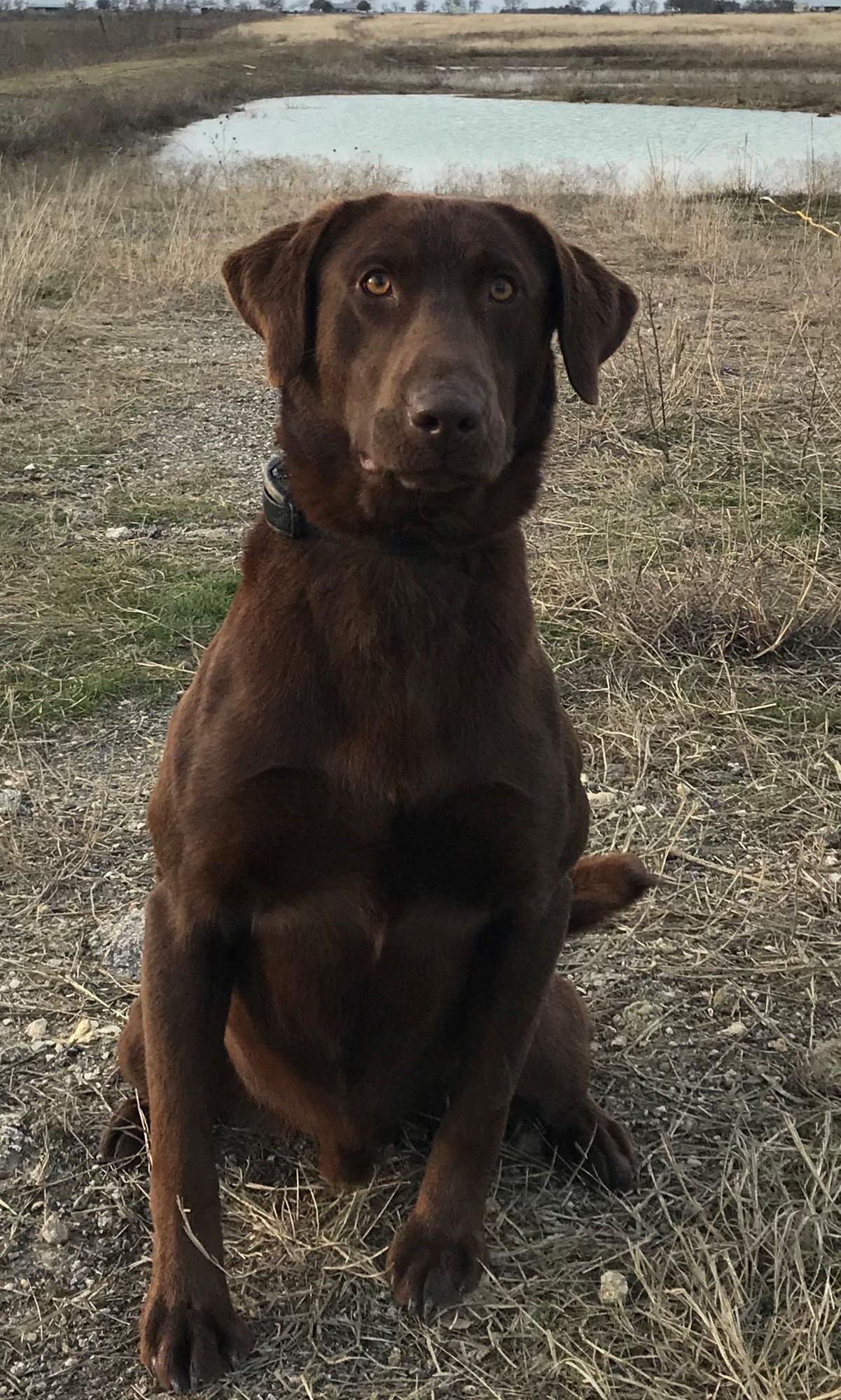 OGF Comanche Moon Raider NDL | Chocolate Labrador Retriver