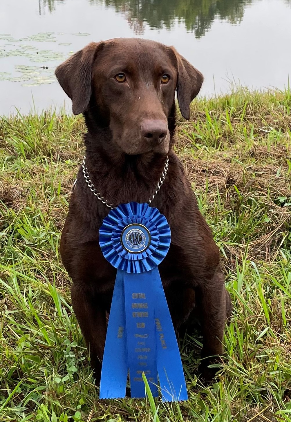 OGF Comanche Moon Raider NDL | Chocolate Labrador Retriver