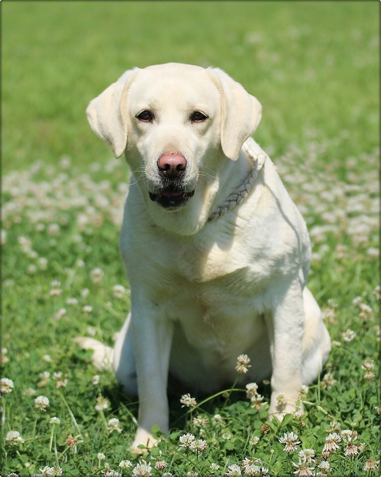 Longbranch Molly | Yellow Labrador Retriver