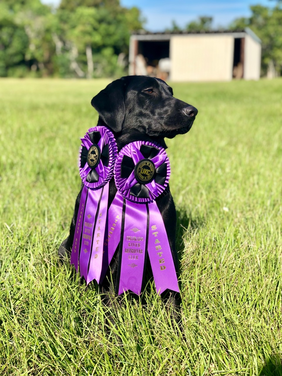 HR Nellie Kincaid | Black Labrador Retriver