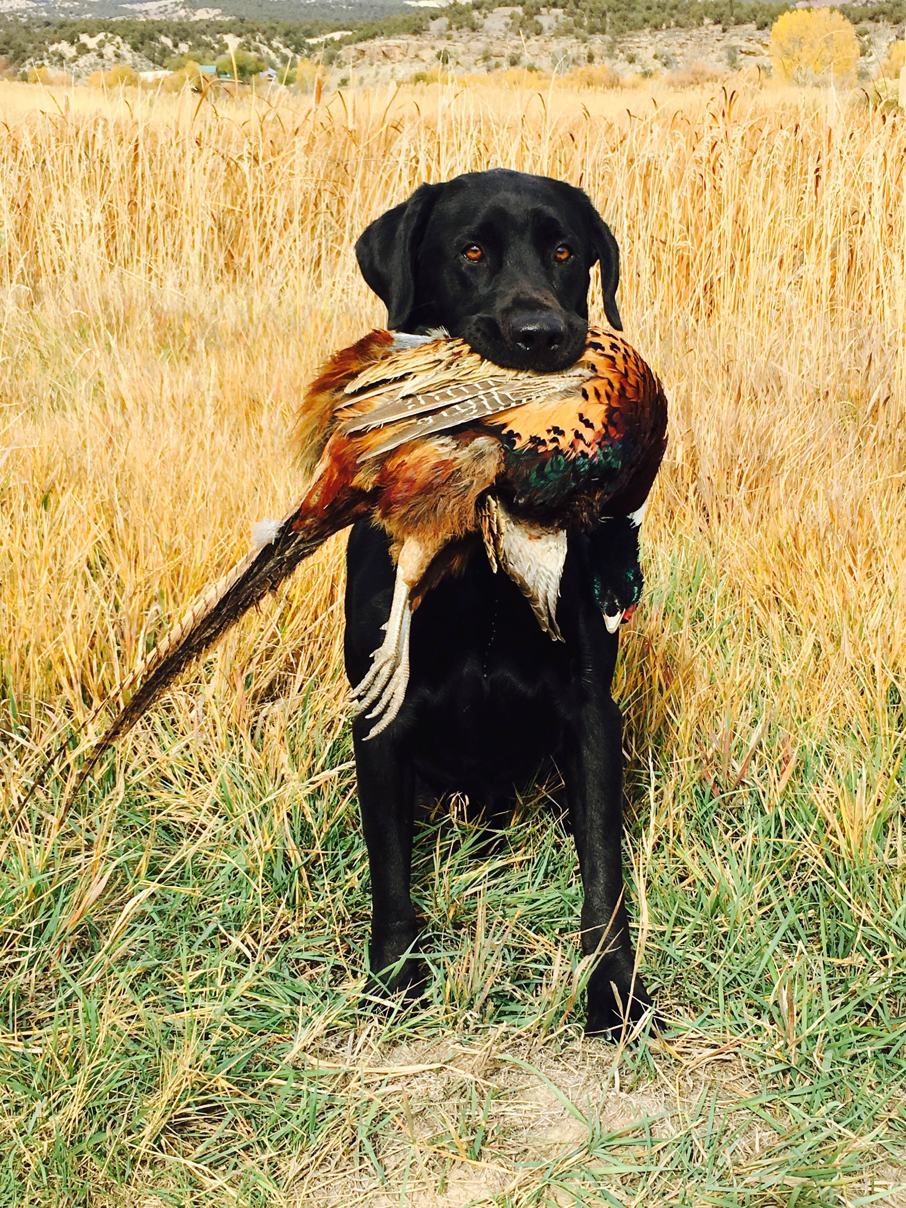 HRCH Rio's Ramblin Tuck | Black Labrador Retriver