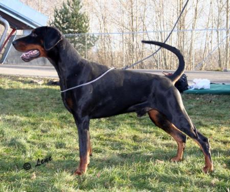 Kriegerhof Kaiser-Keegan | Black Doberman Pinscher