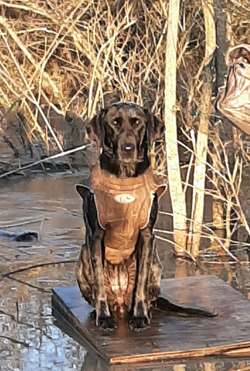 JR Retriever’s Spice Girl QAA | Black Labrador Retriver