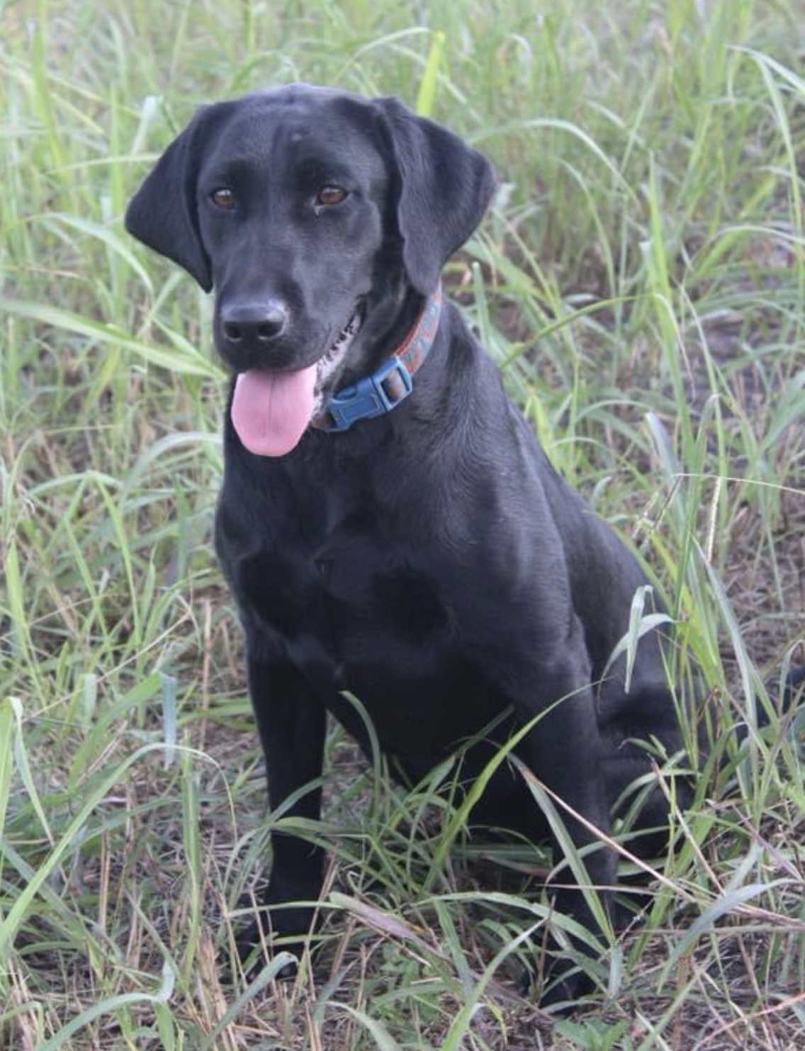 SHR  SRR’s Up Harness Creek Without A Paddle  JH | Black Labrador Retriver