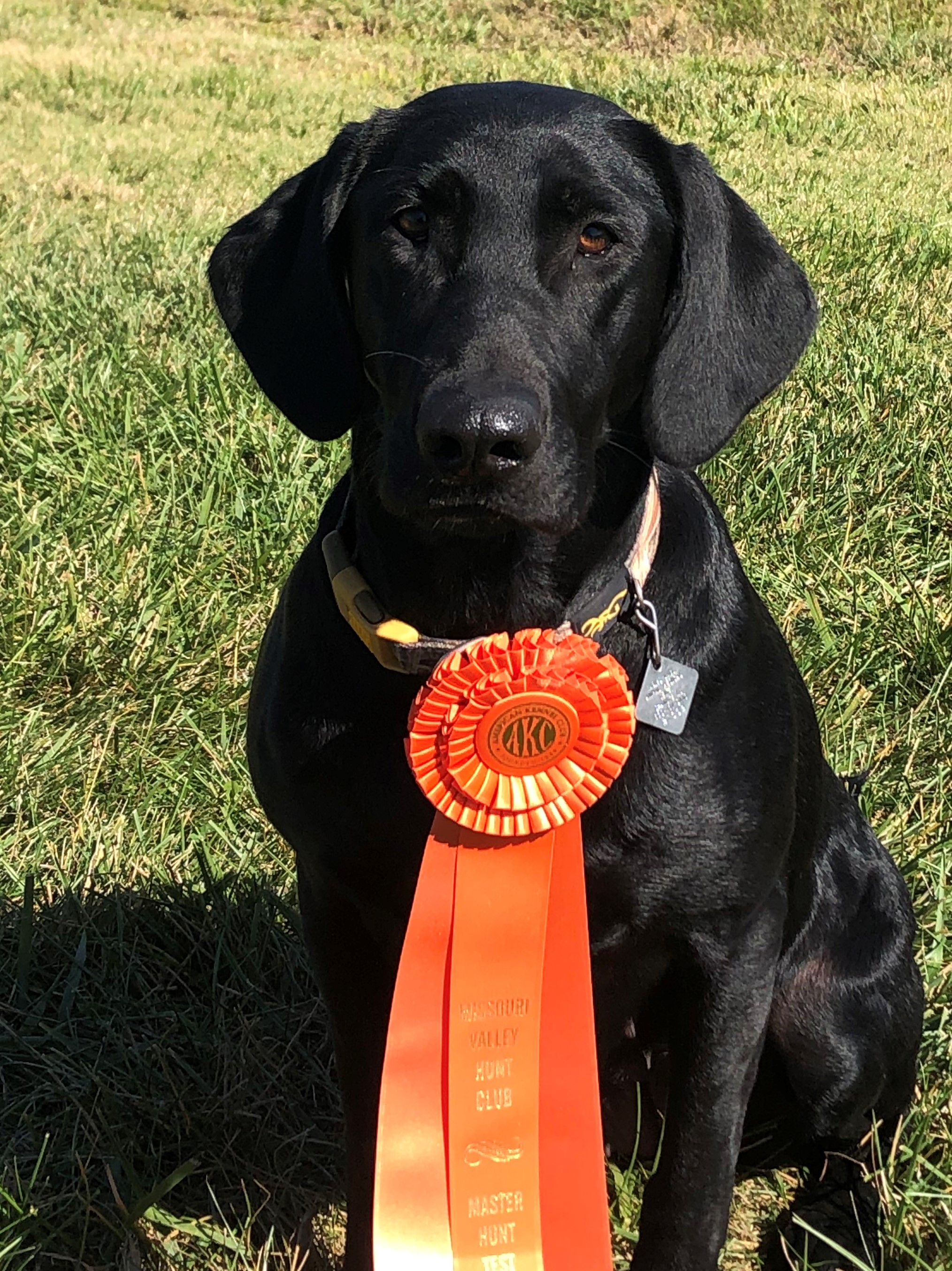 HRCH Joker's Girl Harley Quinn MH | Black Labrador Retriver