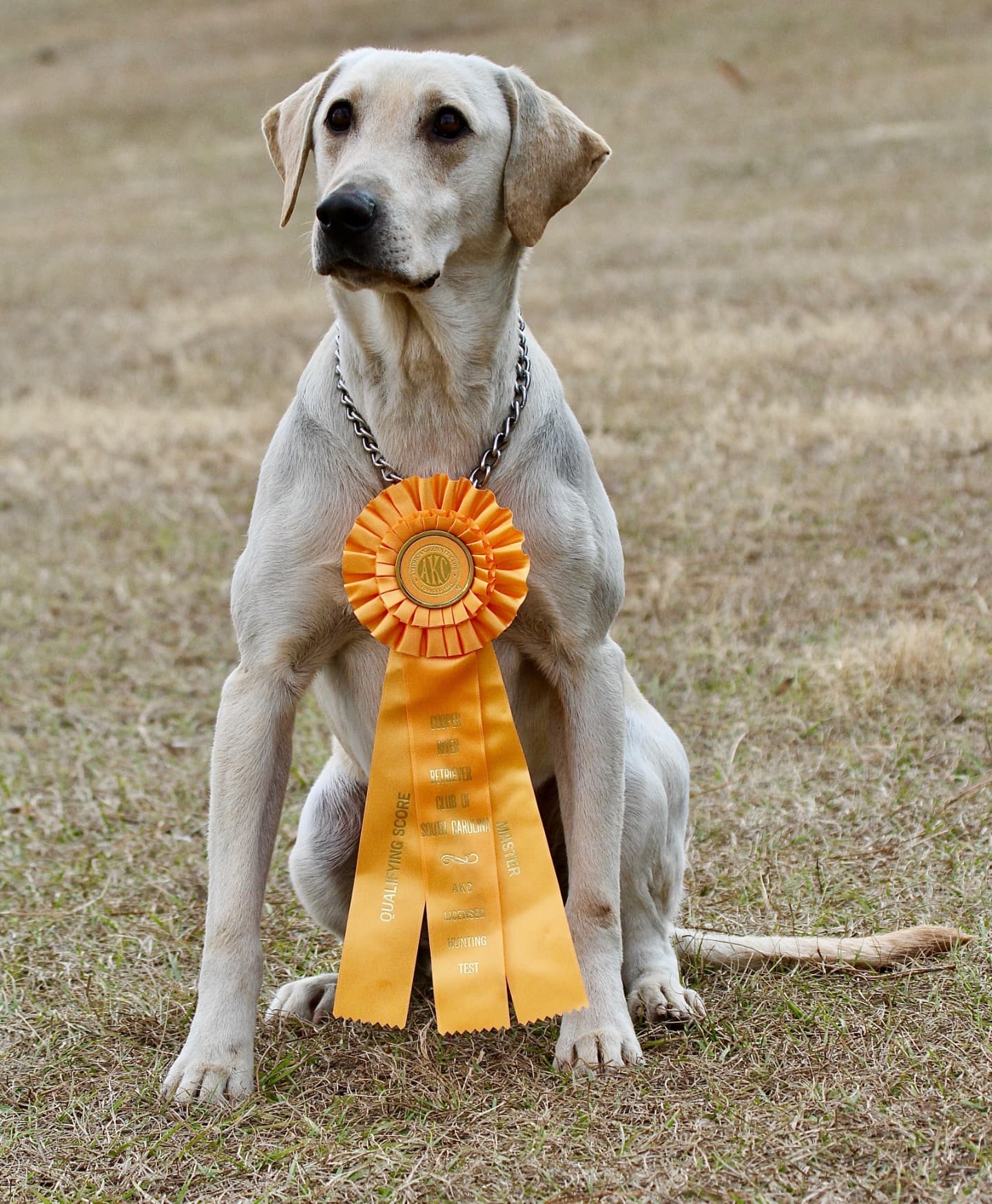 Cotton Top's Chase On The Case MH | Yellow Labrador Retriver