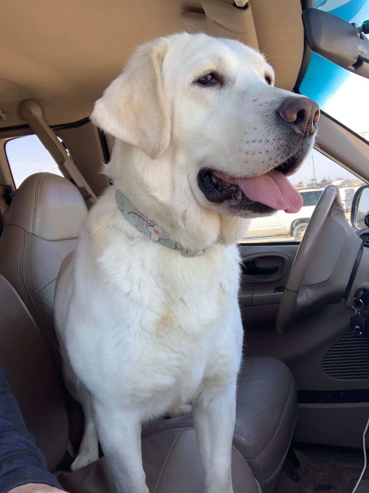 FSR Dakota's My Halo Is Crooked | Yellow Labrador Retriver