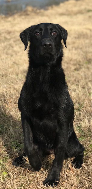 HR Defender's Wyld At Heart JH | Black Labrador Retriver