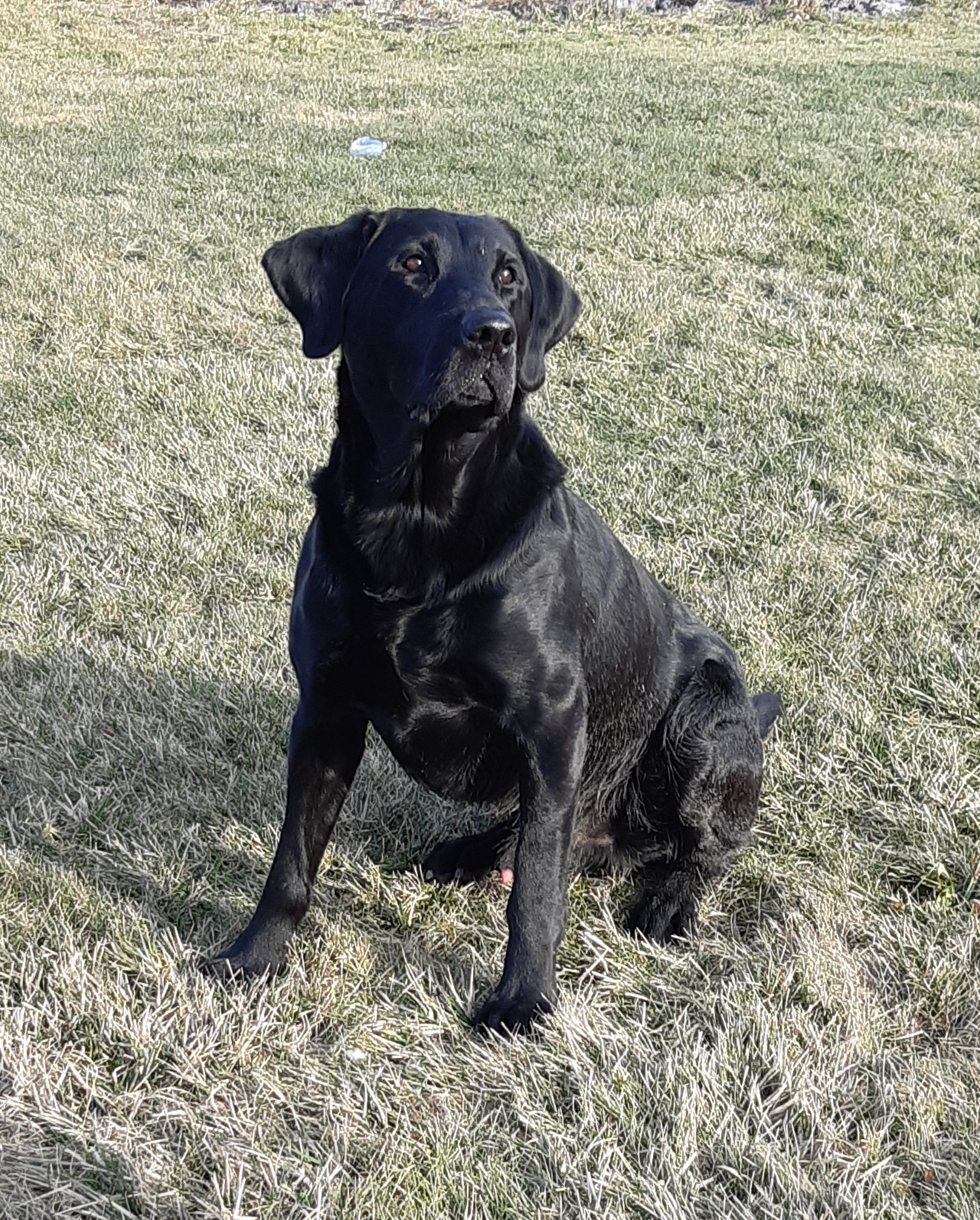 FTCH AFTCH Mapleponds Packing Heat | Black Labrador Retriver