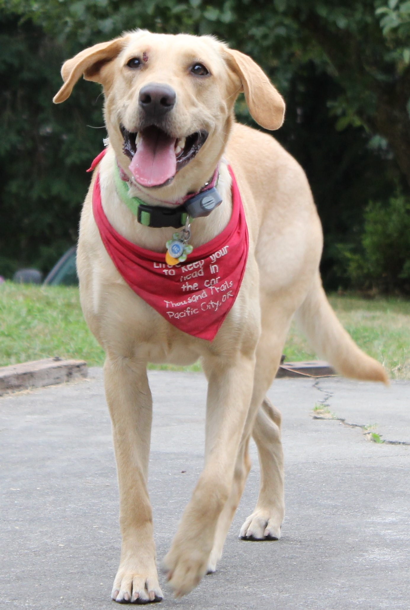 Sadie Graden Pack Protector | Yellow Labrador Retriver