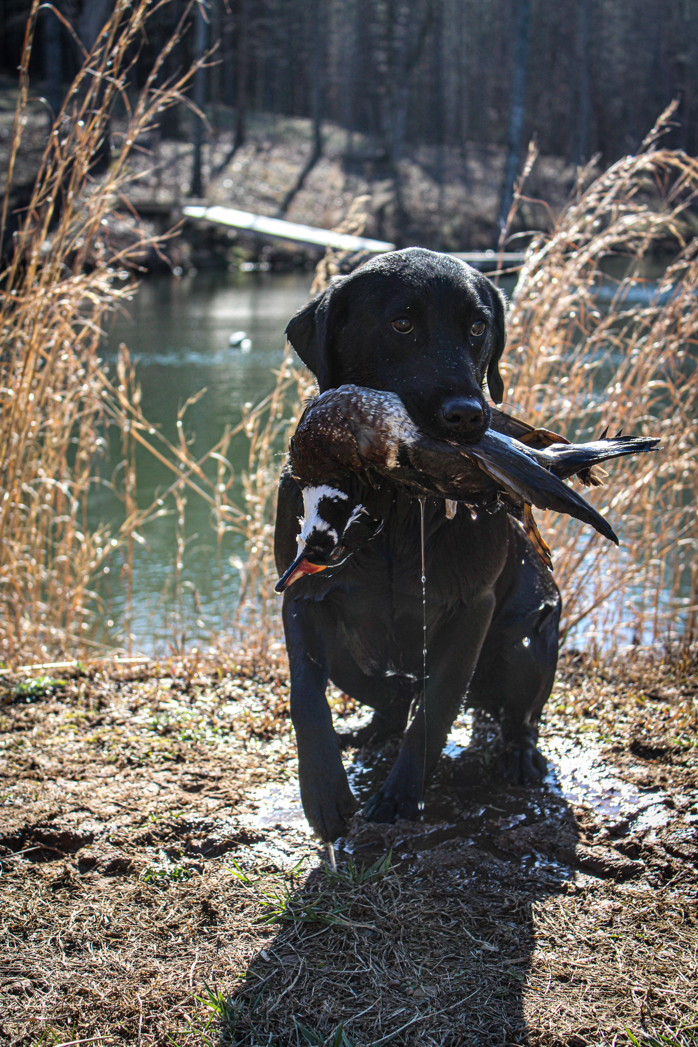 Pride Of Dixie One In A Million JH | Black Labrador Retriver