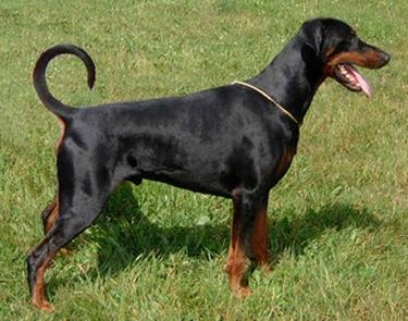 Toscanina's Ethos-Estefano | Black Doberman Pinscher