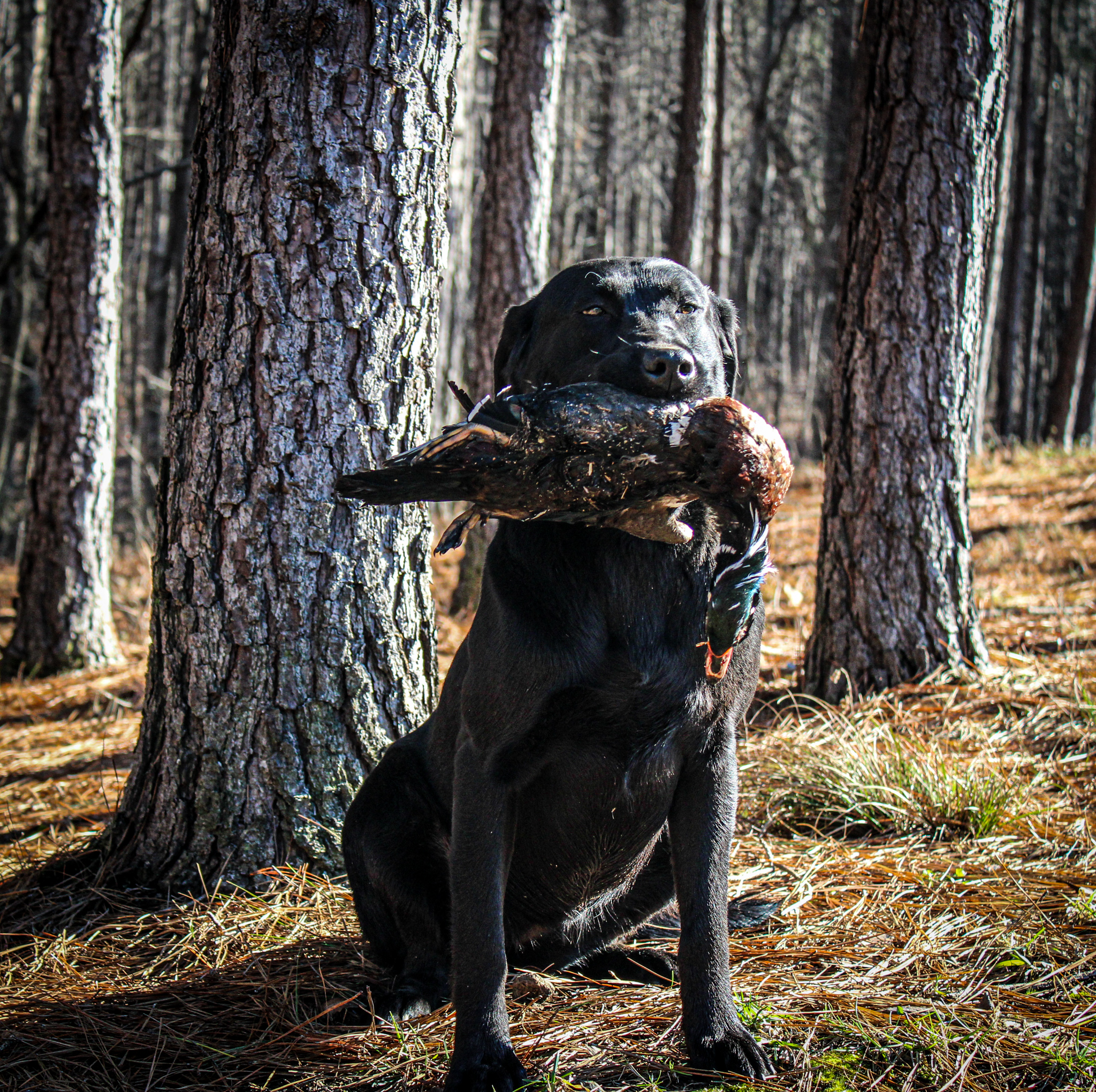 Pride Of Dixie Land Delight JH | Black Labrador Retriver