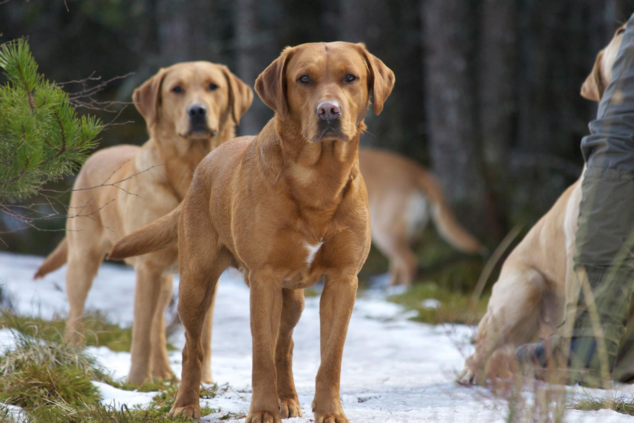 OFTW Quarnford Grouse Of Rufriver | Yellow Labrador Retriver