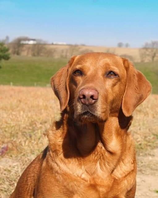 Ettinsmoore Phoenix  At Shollamy | Yellow Labrador Retriver