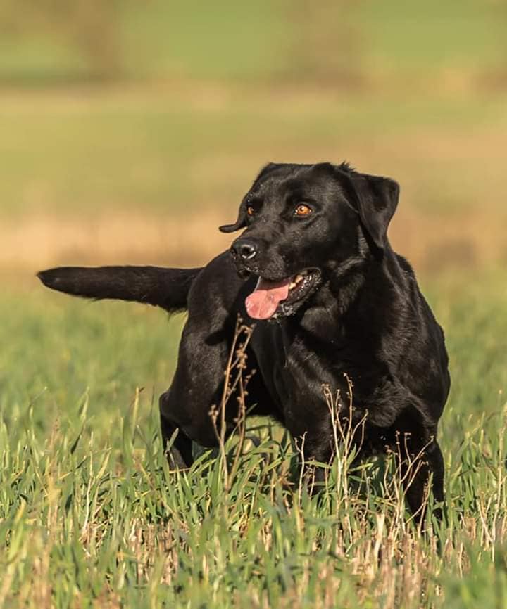 FTCH Tamrose Aragon | Black Labrador Retriver