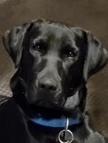 Top Points' Black And Blue Of Jazztime | Black Labrador Retriver