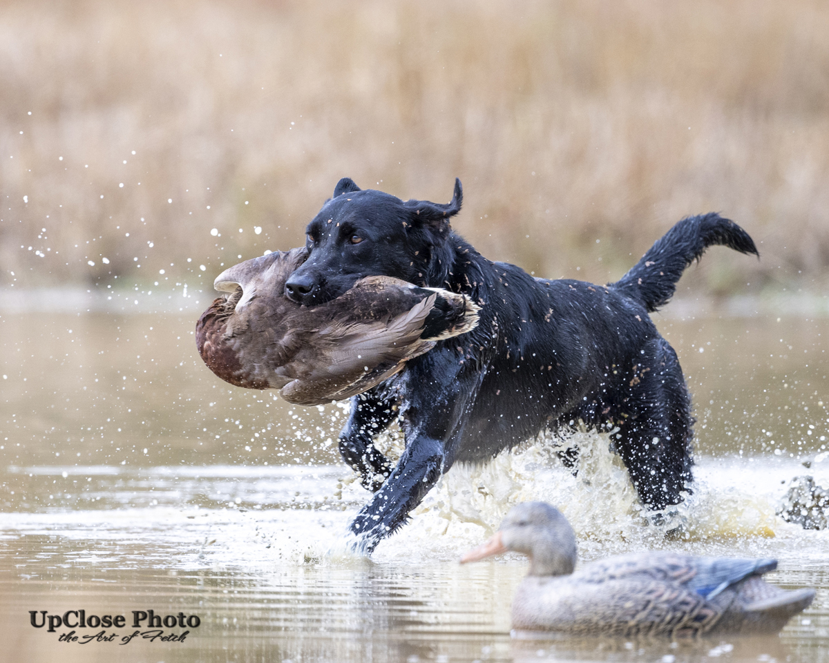 HRCH Oak Point's One Hot Mess MH | Black Labrador Retriver