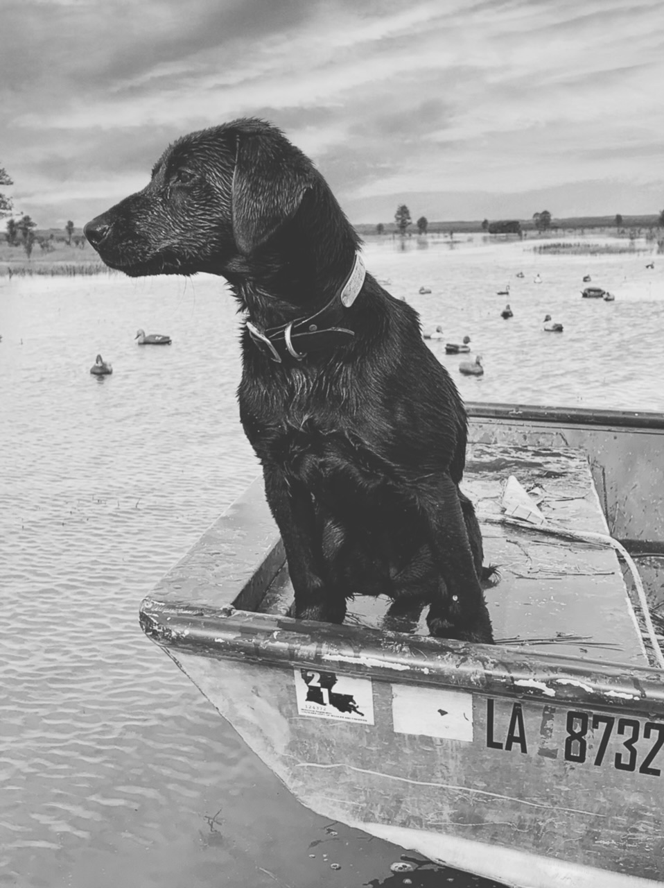 Bryan’s Lil Louisiana Girl | Black Labrador Retriver