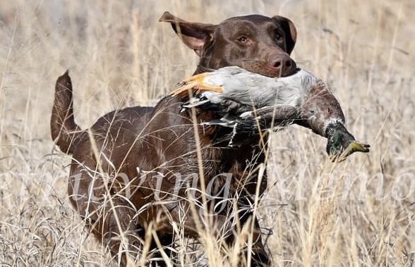 HRCH Big N Chocolate Factory JH | Chocolate Labrador Retriver