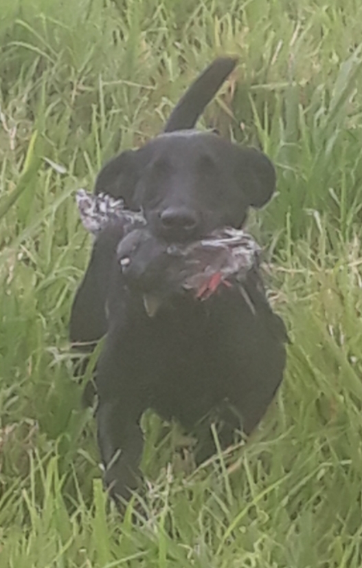 LATIN CONNECTION NARUTO | Black Labrador Retriver