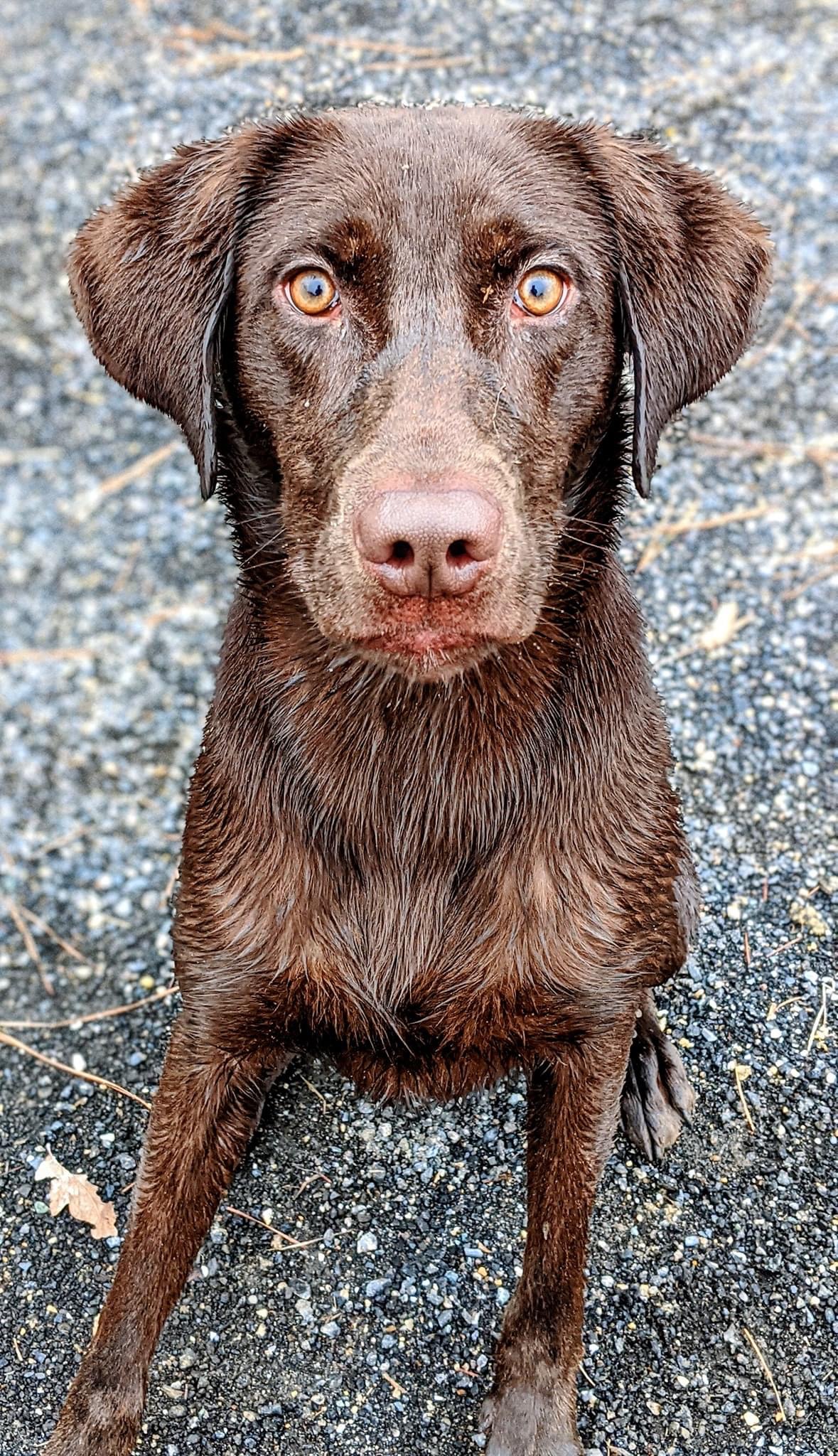 Tk Hot Peace Of Mind TKN | Chocolate Labrador Retriver