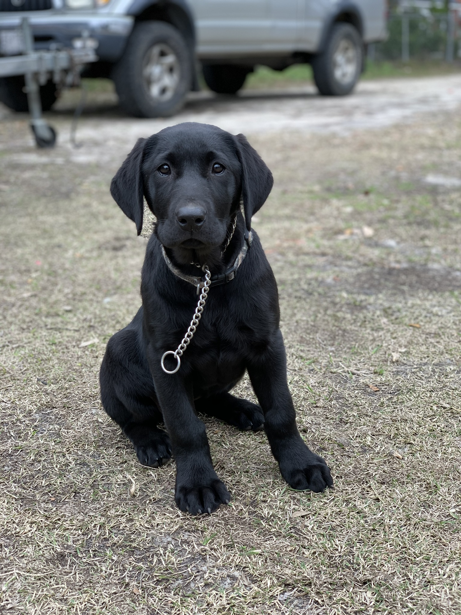 SBR Whoa Black Nellie | Black Labrador Retriver