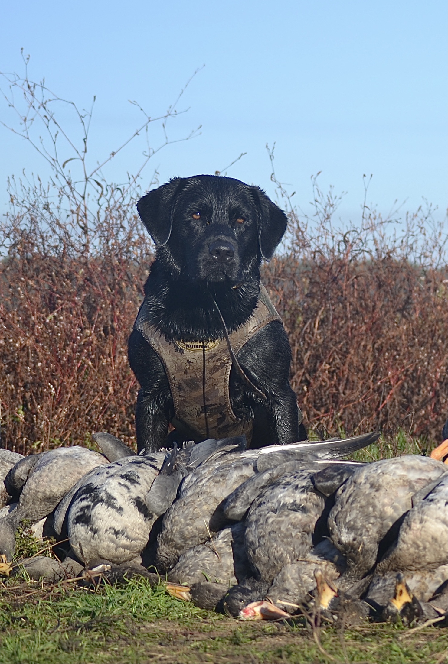 BVK's Powerful Midnight Diesel JH WC CGCA CGCU TKP VHMA | Black Labrador Retriver