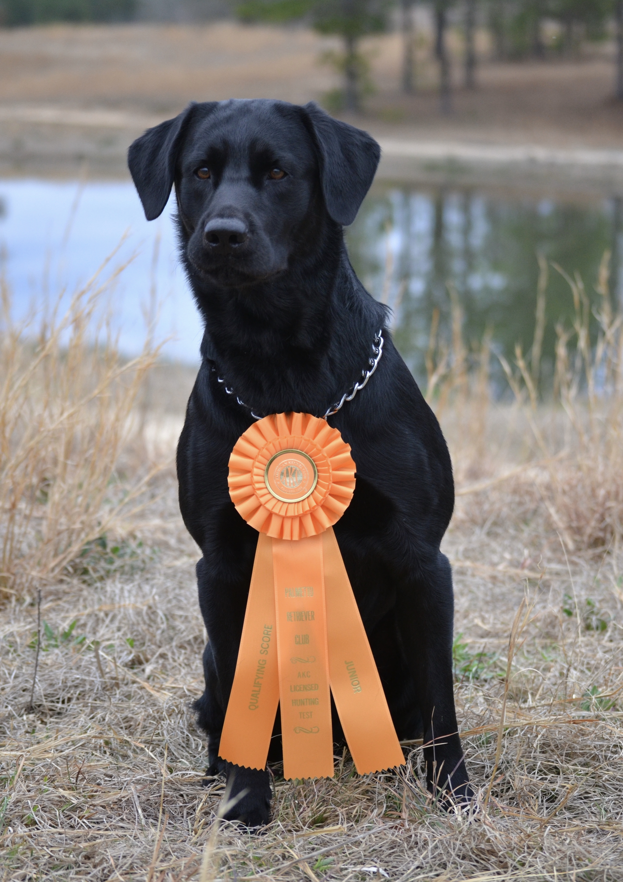 BVK's Powerful Midnight Diesel JH WC CGCA CGCU TKP VHMA | Black Labrador Retriver