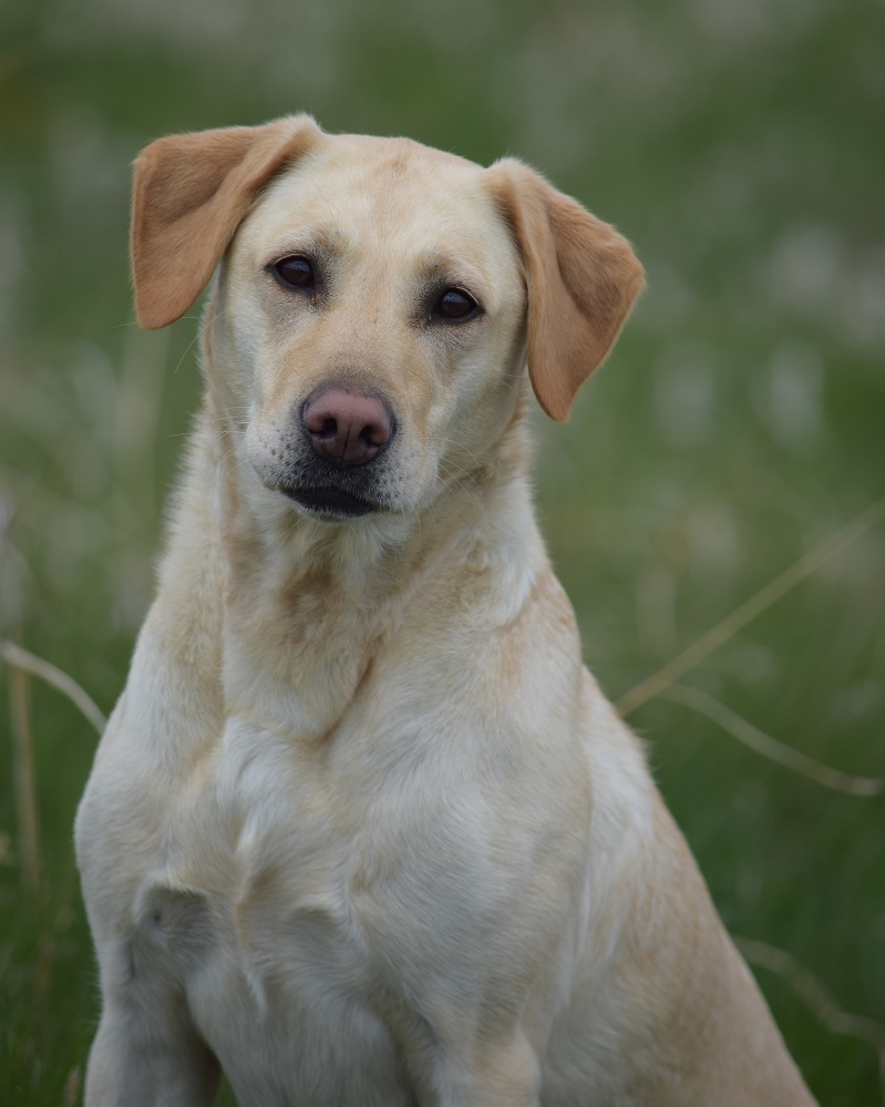 CPR Amber Waves Of Grain Of SD | Yellow Labrador Retriver