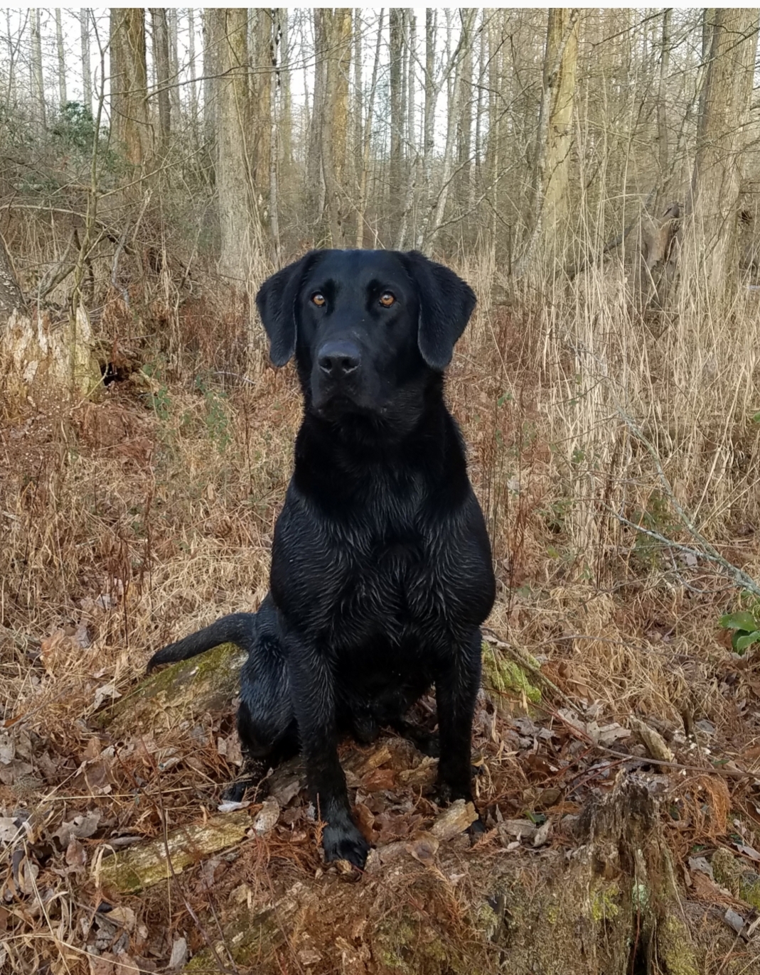 Indikas Cruisin' For A Bruisin' MH | Black Labrador Retriver