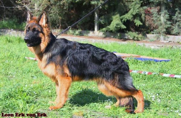 Leon Erk von Erk | German Shepherd Dog 