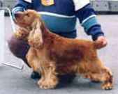 Lecibsin Merry Macking | English Cocker Spaniel 