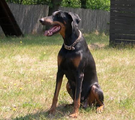 Velvet v. Mahuba | Black Doberman Pinscher