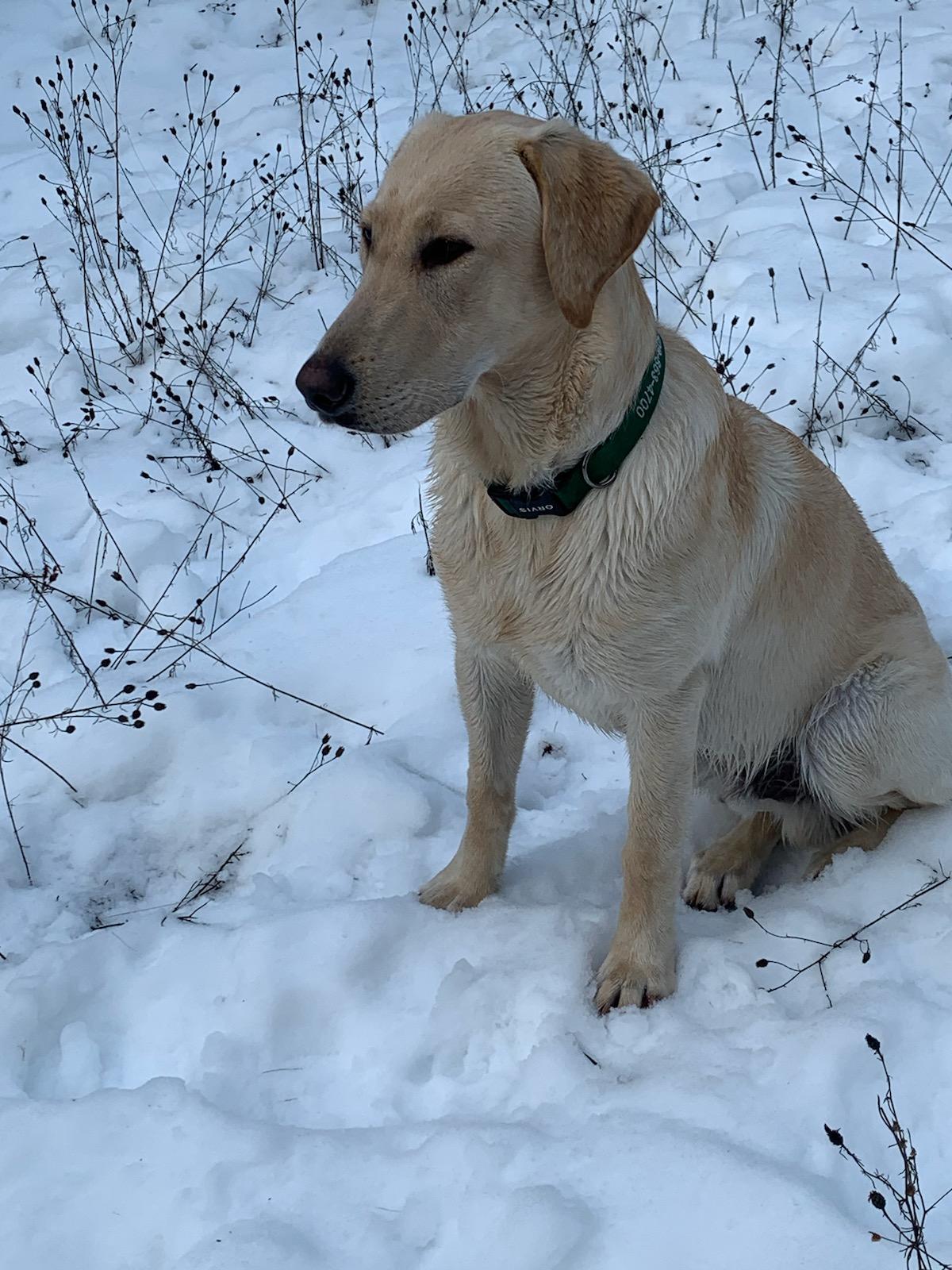 Sunny Skies Messenger | Yellow Labrador Retriver