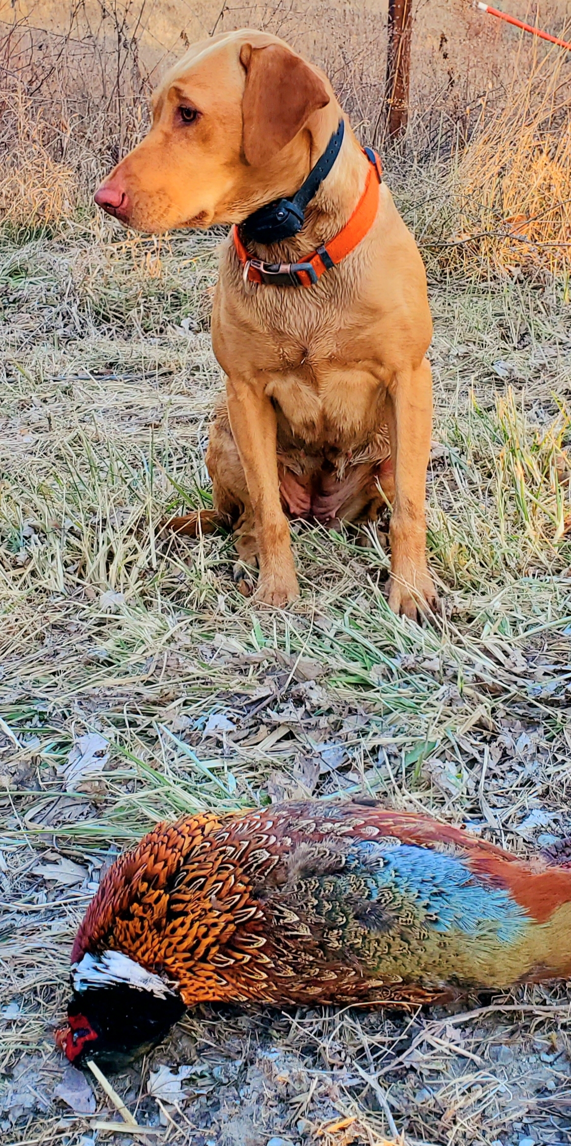 Iowa Pointing Labs Demello's Storm | Yellow Labrador Retriver