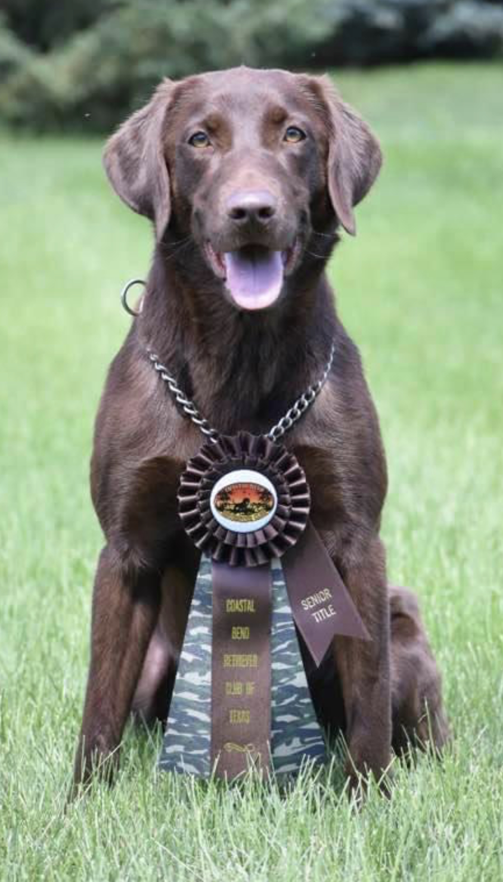 Fat Puppy's Roxy Roux MH | Chocolate Labrador Retriver