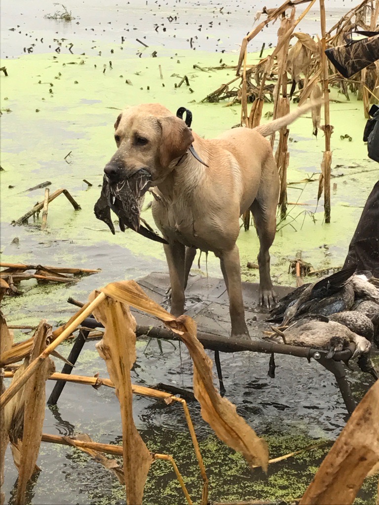 HRCH Henneckes Cain Little Hawk Brackhan | Yellow Labrador Retriver